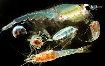 Several species of zooplankton float in the sea.